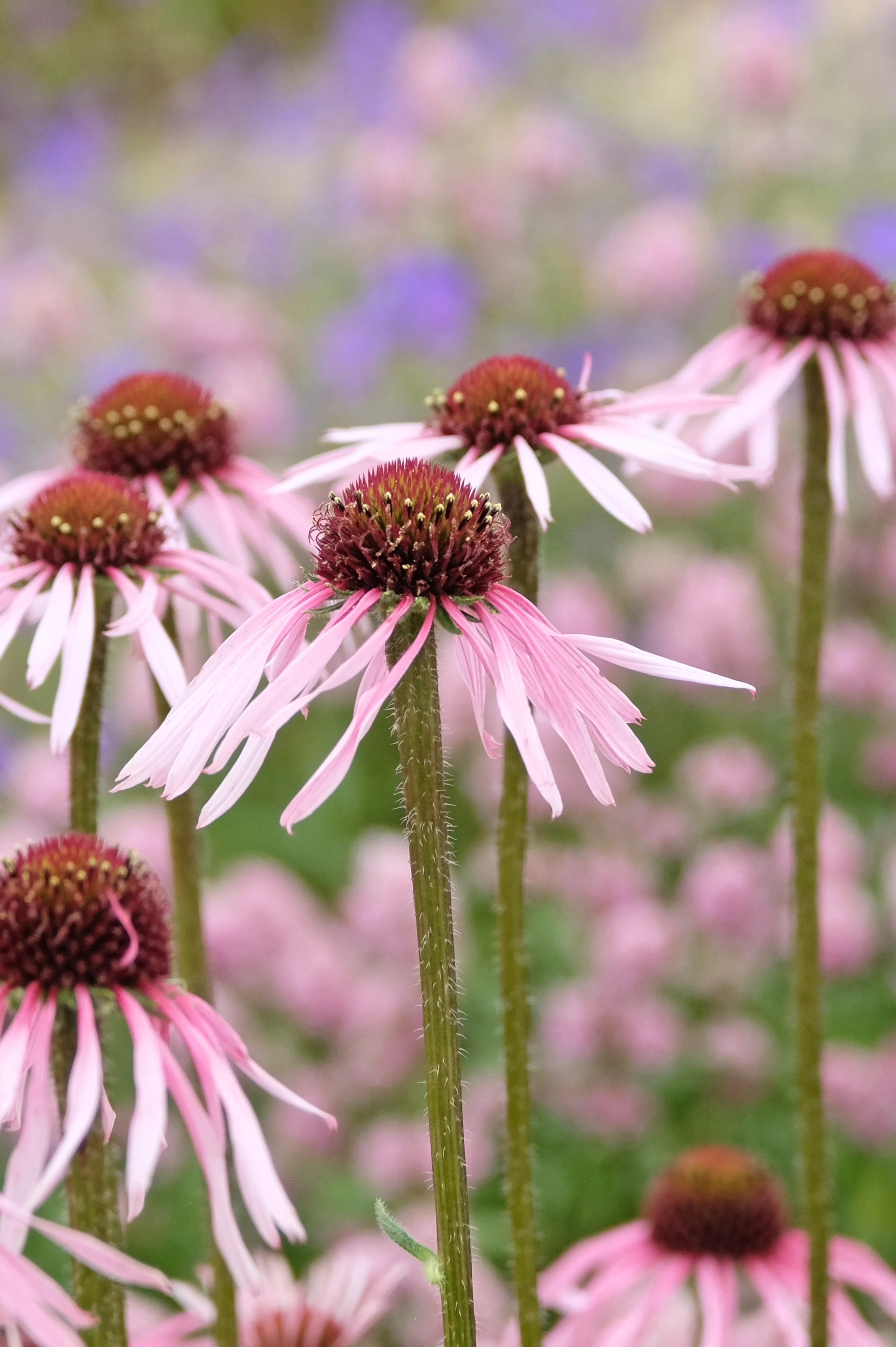 Vaste planten - volle zon